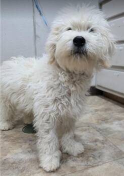 Poodle Dogs Available for Adoption - Floof | PetCurious