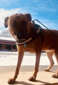 Shepherd Dogs Available for Adoption - Goldie | PetCurious