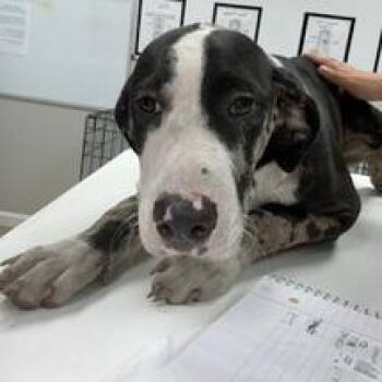 Chase -  Retriever and Australian Cattle Dog Blue Heeler Dog for Adoption in Starkville, Mississippi - Chase | PetCurious