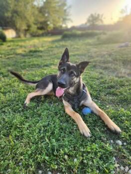 Rescue Belgian Shepherd Malinois and German Shepherd Dog Dogs for Adoption in West Richland, Washington - Sassafras | PetCurious