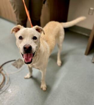 Rescue Labrador Retriever Dogs for Adoption in Baytown, Texas - DAVID | PetCurious