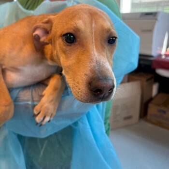 Caramel Macchiato -  Mixed Breed Dog for Adoption in Huntington, West Virginia - Caramel Macchiato | PetCurious
