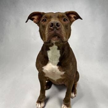 Katy -  American Staffordshire Terrier Dog for Adoption in Kenedy, Texas - Katy | PetCurious