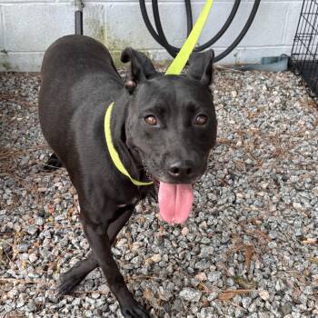 Nyla, a beauty surrendered because her person went to hospital -  Shepherd Dog for Adoption in Charlottesville, Virginia - Nyla, A Beauty Surrendered Because Her Person Went To Hospital | PetCurious