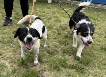Elton and Earl -  Australian Shepherd Dog Available for Adoption in Canutillo, Texas - Elton And Earl | PetCurious
