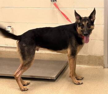 German Shepherd Dog and Mixed Breed Dogs Available for Adoption in Grand Prairie, Texas - CINCH | PetCurious