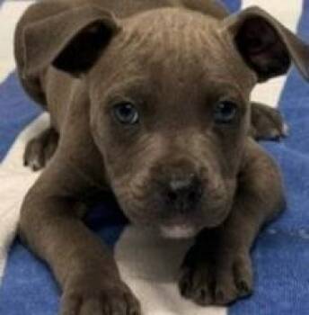 Pit Bull Terrier and Mixed Breed Dogs Available for Adoption in Kansas City, Missouri - Orlando | PetCurious