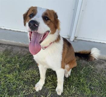 A138390 -  Mixed Breed Dog for Adoption in Palmetto, Florida - A138390 | PetCurious