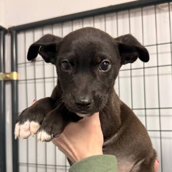 Mandalore -  Mixed Breed Dog for Adoption in Columbia, South Carolina - Mandalore | PetCurious