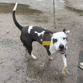 Peggy Peeps -  American Bulldog and Pit Bull Terrier Dog for Adoption in Austin, Texas - Peggy Peeps | PetCurious