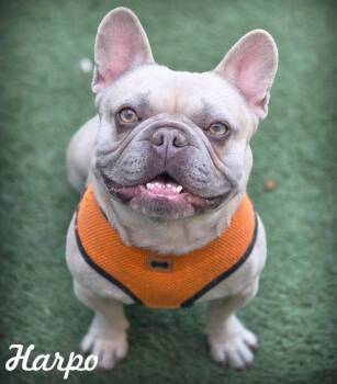 French Bulldog Dogs Available for Adoption in Anaheim, California - Harpo | PetCurious