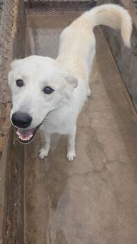 Snowflake -  Akbash Dog for Adoption in Estes Park, Colorado - Snowflake | PetCurious
