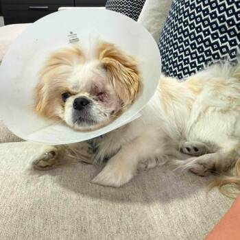 Roman -  Pekingese Dog for Adoption in Homer Glen, Illinois - Roman | PetCurious