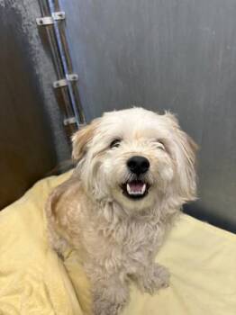 Teddy -  Maltese and Poodle Dog for Adoption in Roseville, California - Teddy | PetCurious