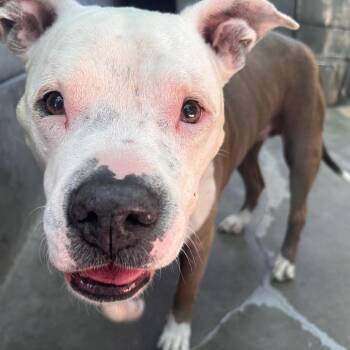 Suzy -  Pit Bull Terrier Dog for Adoption in Pasadena, California - Suzy | PetCurious