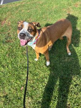 Rescue Pit Bull Terrier Dogs for Adoption in Rancho Santa Margarita, California - Cookie | PetCurious