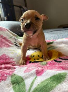 Rescue Boxer and Pit Bull Terrier Dogs for Adoption in Vandergrift, Pennsylvania - ZIPPY. Tinycauseadopt@gmail.com | PetCurious