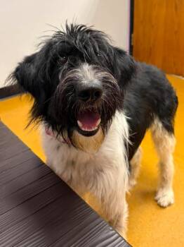 Isabella -  Schnauzer Dog for Adoption in Maryville, Missouri - Isabella | PetCurious