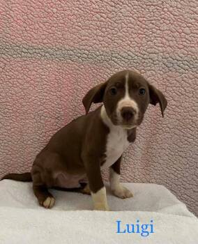 Mixed Breed Dogs Available for Adoption - Luigi | PetCurious