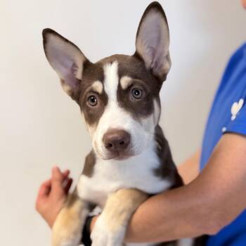 Topaz -  Mixed Breed Dog for Adoption in Medford, Oregon - Topaz | PetCurious