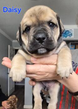Daisy -  English Bulldog Dog for Adoption in Woodland, California - Daisy | PetCurious