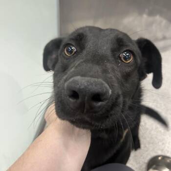 JABARKUS -  Labrador Retriever and Dachshund Dog for Adoption in Richmond, California - JABARKUS | PetCurious