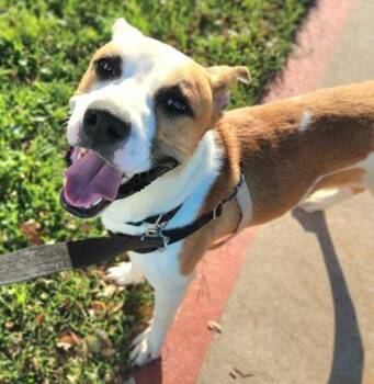 Labrador Retriever and Pit Bull Terrier Dogs Available for Adoption - Djura | PetCurious