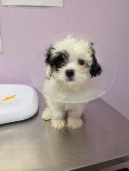 61758926 -  Maltese and Mixed Breed Dog for Adoption in El Paso, Texas - 61758926 | PetCurious