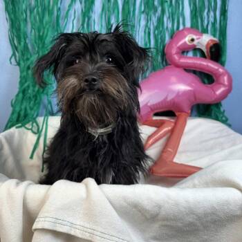 Titi -  Terrier Dog for Adoption in Fresno, California - Titi | PetCurious