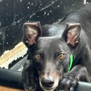 Daring Rambo -  Greyhound Dog for Adoption in Venice, Florida - Daring Rambo | PetCurious