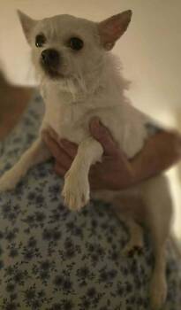 Wire Fox Terrier and Chihuahua Dogs Available for Adoption - Chloe (GA) | PetCurious
