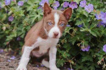 Kanga -  Siberian Husky and Mixed Breed Dog for Adoption in Newberg, Oregon - Kanga | PetCurious