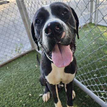 Rescue Boxer Dogs for Adoption in Hollywood, Florida - Dexter | PetCurious