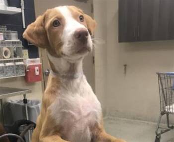 A430434 -  Labrador Retriever and Great Dane Dog for Adoption in Conroe, Texas - A430434 | PetCurious