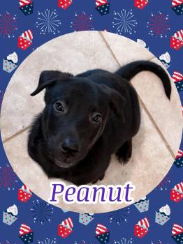 Black Labrador Retriever and Australian Shepherd Dogs Available for Adoption - PEANUT PUP | PetCurious