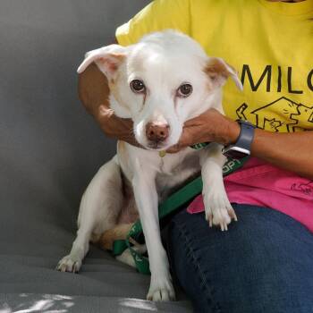 Chihuahua and Mixed Breed Dogs Available for Adoption in Richmond, California - BIG BOY | PetCurious