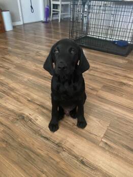 Rocco -  Labrador Retriever Dog for Adoption in Clearwater, Florida - Rocco | PetCurious