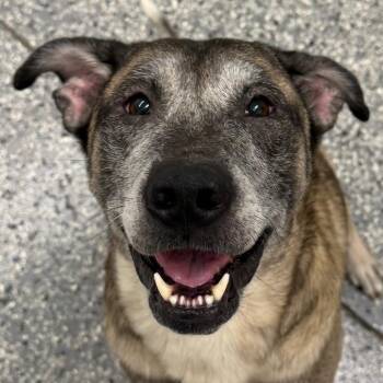 Wiley -  Mixed Breed Dog for Adoption in Bronson, Florida - Wiley | PetCurious
