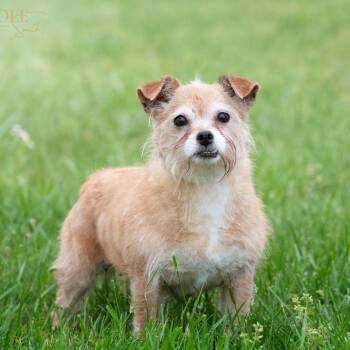 Scruffy -  Wirehaired Terrier and Mixed Breed Dog for Adoption in Madisonville, Kentucky - Scruffy | PetCurious