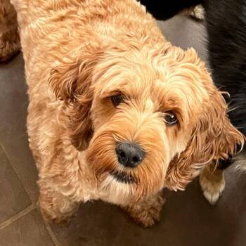 Addy -  Cocker Spaniel Dog for Adoption in Des Moines, Iowa - Addy | PetCurious