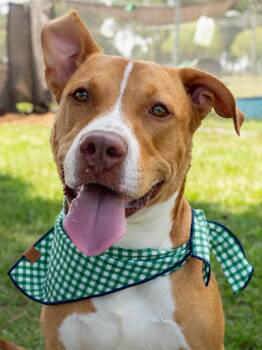 Riley -  Mixed Breed Dog for Adoption in Myrtle Beach, South Carolina - Riley | PetCurious