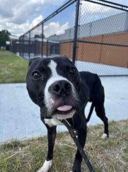 LUCKI -  Pit Bull Terrier Dog for Adoption in Indianapolis, Indiana - LUCKI | PetCurious