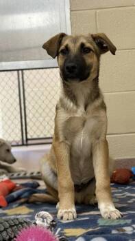Mixed Breed Dogs Available for Adoption - Leonard | PetCurious