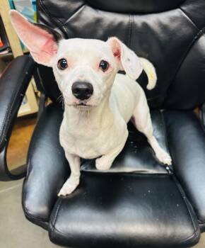 Fancy -  Chiweenie Dog for Adoption in Council Bluffs, Iowa - Fancy | PetCurious