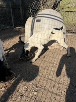 Bart -  Pointer Dog for Adoption in Crystal Springs, Mississippi - Bart | PetCurious