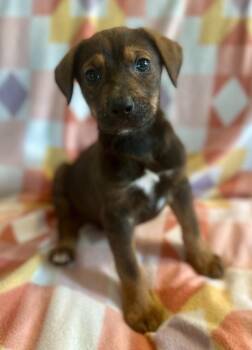 Labrador Retriever and Plott Hound Dogs Available for Adoption - Whiskey | PetCurious