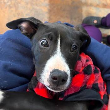 Pit Bull Terrier Dogs Available for Adoption in Morganton, North Carolina - Snoop Dawg | PetCurious