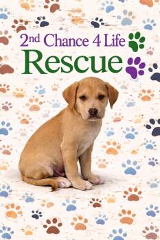 Labrador Retriever and Boxer Dogs Available for Adoption in Elizabethtown, Pennsylvania - Spanky | PetCurious