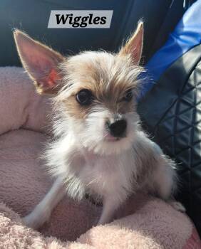 Wiggles -  Yorkshire Terrier Dog for Adoption - Wiggles | PetCurious