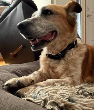 Coffee -  Cardigan Welsh Corgi and Australian Cattle Dog Blue Heeler Dog for Adoption in Grand Island, Nebraska - Coffee | PetCurious